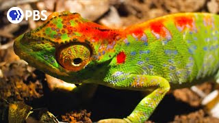 Female Chameleon Erupts with Color Before Death [upl. by Dadivitan]