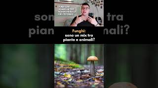 🍄Funghi ecco come si nutrono [upl. by Niroht]