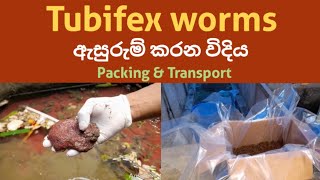 How to Packing Tubifex Sludge Worms  ප්‍රවාහන සදහා ටියුබිෆෙක්ස් පණුවන් ඇසුරුම් කිරීම tubifex [upl. by Irdua165]