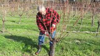 Grape pruning with Jaison Kerr of Kerr Farm Wine at Kumeu New Zealand [upl. by Airotna]