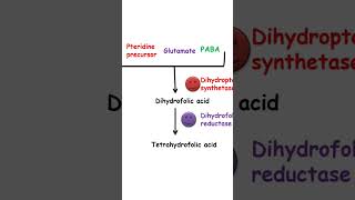 Cotrimoxazole mechanism of action pharmacology [upl. by Airym]