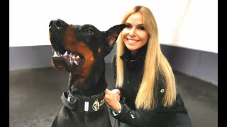 THE DOBERMAN  FULLY TRAINED PROTECTION DOG [upl. by Gitel]