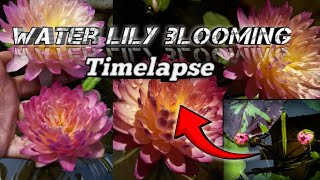 Water lily timelapse 😱🌷Hussabadin Flowerbloming timelapse waterlily  lily flowers nature [upl. by Jana]