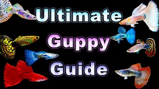 The Ultimate Guide to Guppy Care and Breeding [upl. by Bodkin279]