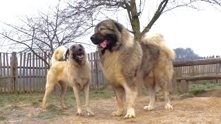 Kangal amp Caucasian Ovtcharka [upl. by Enyawed]