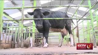 Un agriculteur kényan parie sur la télévision pour améliorer son rendement [upl. by Euphemia696]