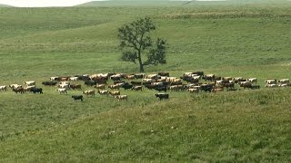 Red House Pasture Tallgrass Prairie National Preserve [upl. by Ayikaz]