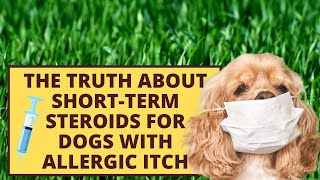 The Truth About Short Term Steroids for Dogs with Allergic Itch [upl. by Handy114]