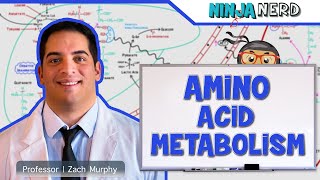 Metabolism  Amino Acid Metabolism [upl. by Jovi]