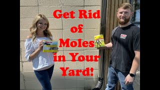 How To Get Rid Of Moles In Your Yard [upl. by Sheffield]