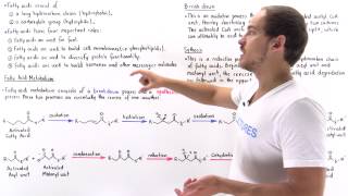 Introduction to Fatty Acid Metabolism [upl. by Okun]