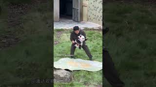 The pink and sticky little dumpling Qi Sanmei is here The giant panda Qi Sanmei is here to pet [upl. by Ahsai]