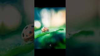 👌Best micro photographytrending smartphone youtubeshorts [upl. by Zehe]