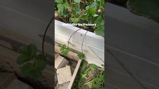 Fraisier gratuit à vie jardinage tuto potager jardin permaculture astuce fraise [upl. by Cattier]