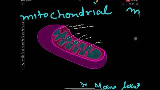 Citric acid cycleshortsrespirationplantphysiology [upl. by Purington379]