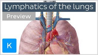 Lymphatics of the lungs lymph nodes and vessels preview  Human Anatomy  Kenhub [upl. by Brookes]