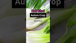 How to grow Pak Choi Autumn allotment  stepbystep guide [upl. by Worlock]