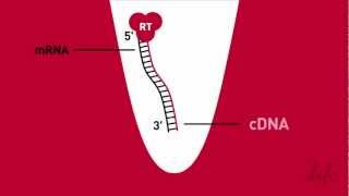 Simplified RT  Reverse Transcription Animation [upl. by Fillender835]