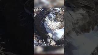 Elder osprey chick out underfrom mom ospreynest eggs hatching birds nature osprey [upl. by Kentigerma489]