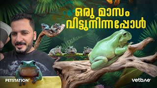 ഒരു മാസത്തിന്‌ ശേഷം പെറ്റ്സ്റ്റേഷനിൽ വന്നപ്പോൾ Green tree frogs 🐸 [upl. by Nythsa602]