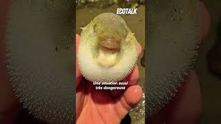 Ils mettent des poissons en danger sur Tiktok [upl. by Roux]