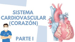 🫀Anatomía y fisiología del corazón PARTE I  Fácil  ENFERMERÍA [upl. by Odnesor]