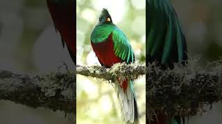 Resplendent Quetzal Bird [upl. by Horatius]