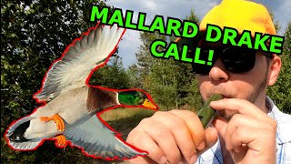 HOW TO Call Ducks using a Mallard Drake Call Duck Hunting Tips [upl. by Christalle]