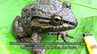 Todan katak raksasa Sulawesi Limnonectes grunniens  Giant frog of Sulawesi [upl. by Eveline353]