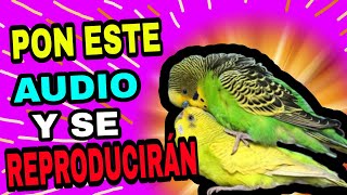 CON ESTE AUDIO TUS PERIQUITOS SE APAREARÁN [upl. by Maighdiln]