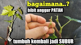 Bibit anggur patah bisa tumbuh subur kembali [upl. by Dru985]