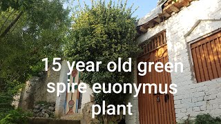 15 year old green spire euonymus plant [upl. by Ener]