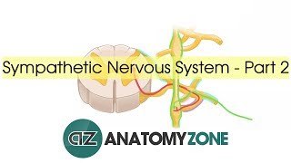 Sympathetic Nervous System Anatomy  Part 2 [upl. by Ainolopa]