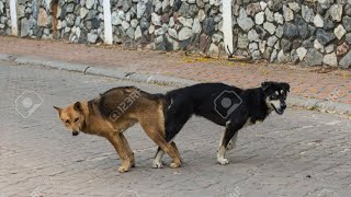 afriki dog ne mother dog love story milaap kar liya yah Khatarnak video hai [upl. by Alver]