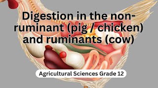 Digestion in the non ruminant pig chicken and ruminants cow [upl. by Bergin]