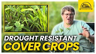 This Drought Resistant Crop Improves Soil Health and Livestock Love It [upl. by Scarito]