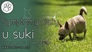 Symptomy ciąży u suki [upl. by Siro454]