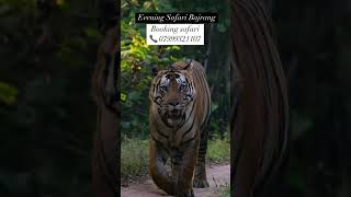 Bandhavgarh safari Booking contact me📞07999321107 [upl. by Rosalinde]