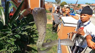 Deadly Cape Cobra Terrorizes Neighborhood [upl. by Hasseman]