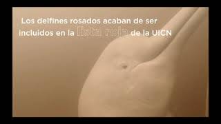 CUYABENO DELFINES ROSADOS [upl. by Feliza]