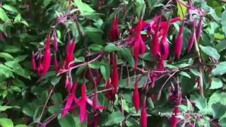 Fuchsia magellanica [upl. by Enitnemelc]