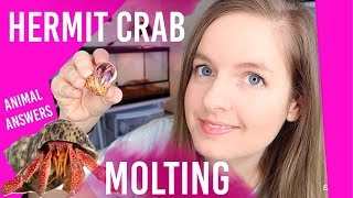 Is Your HERMIT CRAB Molting Dead How To Know  Loris Hartland [upl. by Immas]