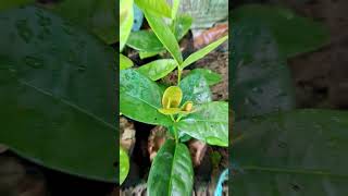 Ixora Flower Hybrid Variety Cutting ytshorts flowers plants nature [upl. by Llereg]