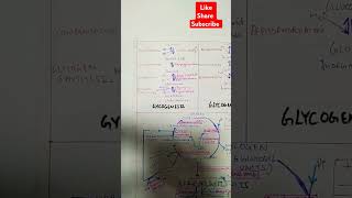 Glycogenesis Glyogenolysis shortsfeed shorts biology pathway neet compit [upl. by Brade]