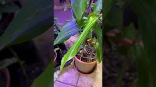 Growing Kardamom in cold climate kardamom subscribe shorts tropicalfruits gardening nature [upl. by Ardnyk447]