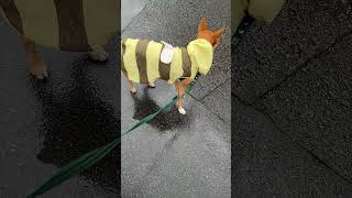 【元保護犬らんまるとなな】ななと秋雨散歩 shorts dog かわいい 可愛いわんこ かわいい犬犬 子犬 雑種犬飼ってると毎日楽しい 雑種犬 元保護犬 [upl. by Lebazej]