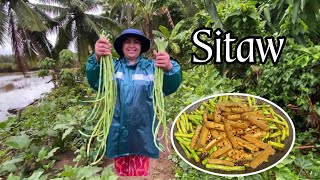 Unang pitas ng Sitaw  Adobong Sitaw w tokwa vlog853 [upl. by Vizzone]