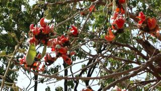 Indigenous Species beneficial for Gudmar Gymnema sylvestre Cultivation Part4 © Pankaj Oudhia [upl. by Natsirc837]