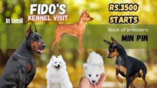 Miniature pinscher puppies for sale  European doberman pinscher Dogs pets sales tirupur coimbatore [upl. by Eileme]