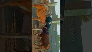 bull power youtubeshorts youtube viral family beautifulnasheed kids aesthetic [upl. by Ydnamron]